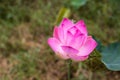 A close-up view of large pink lotus flowers blooming beautifully with blurred green leaves Royalty Free Stock Photo