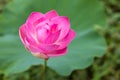 A close-up view of large pink lotus flowers blooming beautifully with blurred green leaves Royalty Free Stock Photo