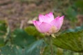 A close-up view of large pink lotus flowers blooming beautifully with blurred green leaves Royalty Free Stock Photo