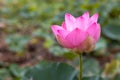 A close-up view of large pink lotus flowers blooming beautifully with blurred green leaves Royalty Free Stock Photo