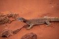 Close-up view of a large Sand Goana Varanus gouldii, a species of large Australian monitor lizard, also known as Sand Monitor Royalty Free Stock Photo