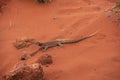 Close-up view of a large Sand Goana Varanus gouldii, a species of large Australian monitor lizard, also known as Sand Monitor