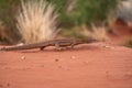 Close-up view of a large Sand Goana Varanus gouldii, a species of large Australian monitor lizard, also known as Sand Monitor