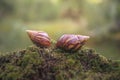 Close-up view of a large snail on a moss field