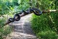A close-up view of a large snake coiled and clinging to a large branch that was broken