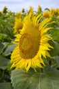 Close-up view of a large sunflower with a bee Royalty Free Stock Photo