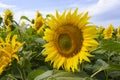 Close-up view of a large sunflower with a bee Royalty Free Stock Photo