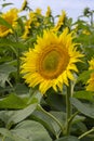 Close-up view of a large sunflower with a bee Royalty Free Stock Photo