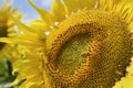 Close-up view of a large sunflower with a bee Royalty Free Stock Photo