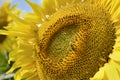 Close-up view of a large sunflower with a bee Royalty Free Stock Photo