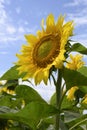 Close-up view of a large sunflower with a bee against the sky Royalty Free Stock Photo
