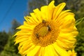 Close up view of large sunflower with honeybees collecting nectar.