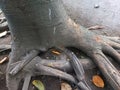 A close-up view of a large tree trunk with thick, exposed roots spreading across the ground Royalty Free Stock Photo