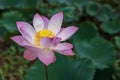 A close-up view of a large, yellow, pink-petaled lotus flower blooming beautifully with blurred green leaves Royalty Free Stock Photo