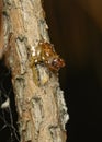 Close up view of a larva of Bark Beetle on the pine tree Royalty Free Stock Photo