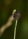 A close-up view of the larva of a forest beetle with barely appeared wings Royalty Free Stock Photo