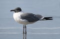 Close up view of a Laughing Gull (Leucophaeus atricilla Royalty Free Stock Photo