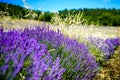 Close up view on a lavender bush and weeds Royalty Free Stock Photo