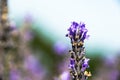 Close up view of Lavender flower and Bee sucking honey from the flower Royalty Free Stock Photo