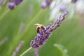 Lavender Flower and a Honey Bee Royalty Free Stock Photo