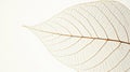 A close-up view of a leaf with a delicate, intricate network of veins.