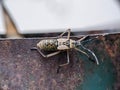 Close up view leaf-footed nymph.