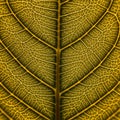 Close-up view of a leaf\'s intricate vein structure, displaying a network of thin, branching lines. Royalty Free Stock Photo