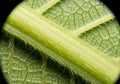 A close-up view of a leaf stem and vein structure under a microscope. The central Royalty Free Stock Photo