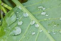 Close-Up View of Leaf with Water Droplets Royalty Free Stock Photo