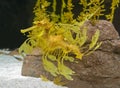 Close-up view of a Leafy Seadragon Royalty Free Stock Photo
