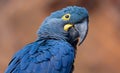 Close-up view of a Lears macaw