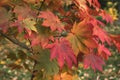 Close up view of leaves of acer japonicum Royalty Free Stock Photo