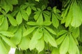 Close up view of the leaves of chestnut