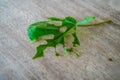 Close-up view of leaves eaten by caterpillars lying on a wooden table. Royalty Free Stock Photo