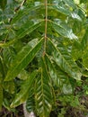 close-up view of the leaves of the mahogany tree on the branches with a glossy green color