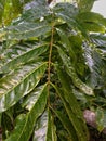 close-up view of the leaves of the mahogany tree on the branches with a glossy green color