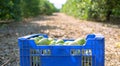 Close up view of lemons or lemon in boxes freshly cuaght. Two boxes of yellow and green lemon. Sanish Agricultural field Royalty Free Stock Photo