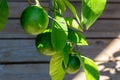 Close up view of lemons on a potted lemon tree Royalty Free Stock Photo