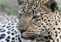 A close-up view of a leopard, Panthera pardus, a large and fast feline species, lying down on the ground. In South Africa Royalty Free Stock Photo