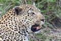 A close-up view of a leopard, Panthera pardus, in south africa showing its sharp teeth with an open mouth Royalty Free Stock Photo