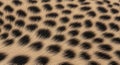 Close-up view of a leopard\'s fur pattern featuring black rosettes on a golden-brown background. The Royalty Free Stock Photo