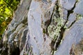 Close-Up View of Lichen on Rugged Rock Face in Natural Outdoor Setting Royalty Free Stock Photo