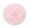 Close up view on a light pink Chrysanthemum flower, isolated on a white Royalty Free Stock Photo