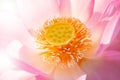 Close up view of light pink lotus is blooming open yellow pollens Royalty Free Stock Photo