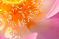 Close up view of light pink lotus is blooming open yellow pollens Royalty Free Stock Photo