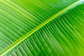 Close up view of lines and texture of Green Palm leaf. Nature background Royalty Free Stock Photo