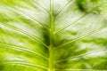 Close up view of lines and texture of Green Palm leaf. Nature background Royalty Free Stock Photo