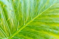 Close up view of lines and texture of Green Palm leaf. Nature background Royalty Free Stock Photo