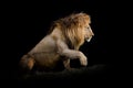 Lion isolated on black background