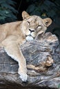 Close up view of a Lioness Royalty Free Stock Photo